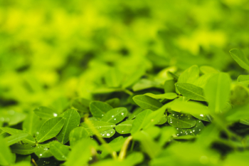 Macro Photography of Leaves Macro Photography of Leaves