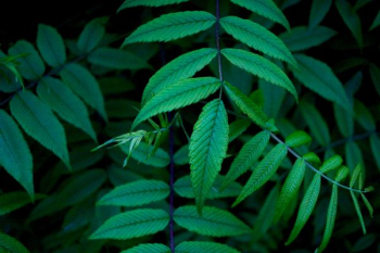 macro photography of leaves macro photography of leaves