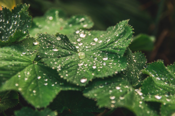 Macro Photography of Leaves With Droplets Macro Photography of Leaves With Droplets
