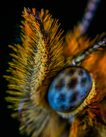 Macro Photography of Orange and Black Insect