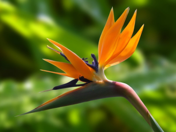 Macro Photography of Orange Flower