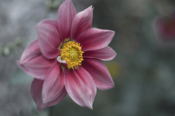 Macro Photography of Pink Flower