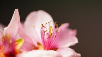 Macro Photography of Pink Flower