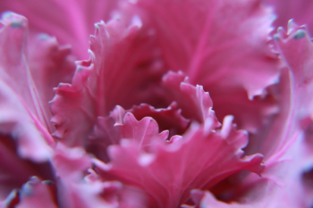 Macro Photography of Pink Flower