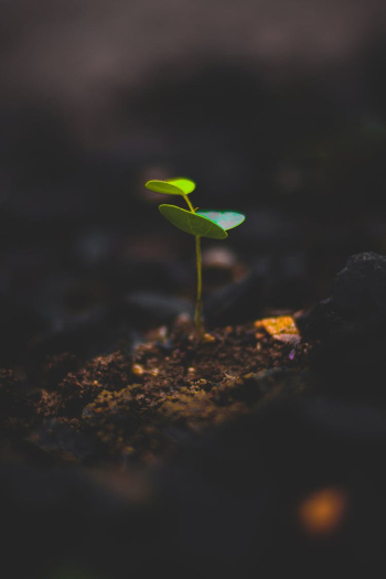 Macro Photography Of Plant Macro Photography Of Plant