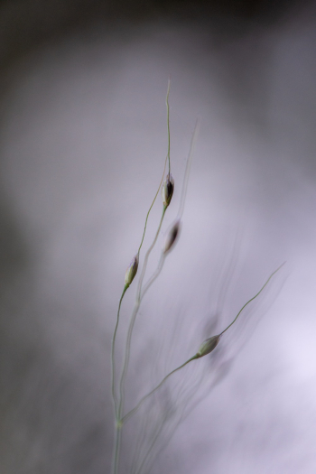Macro Photography of Plants Macro Photography of Plants