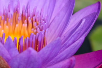 Macro Photography of Purple Flower