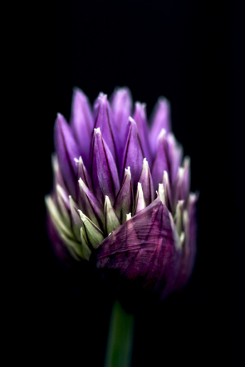 Macro Photography of Purple Flower