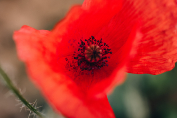 Macro Photography of Red Flower