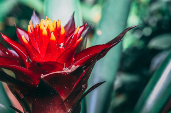 Macro Photography of Red Flower