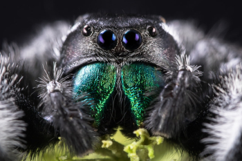 Macro Photography of Spider Macro Photography of Spider