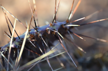 Macro Photography of Spiky Plant Macro Photography of Spiky Plant