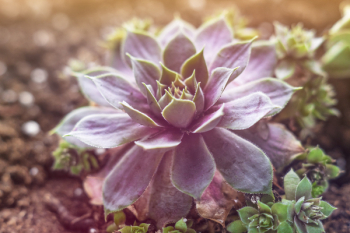Macro Photography Of Succulent Plant Macro Photography Of Succulent Plant