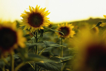macro photography of sunflower macro photography of sunflower