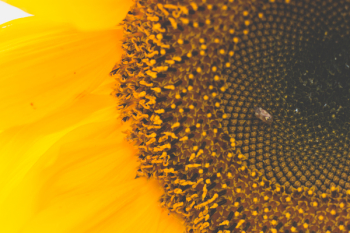 Macro Photography of Sunflower Macro Photography of Sunflower