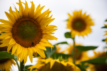 Macro Photography of Sunflower Macro Photography of Sunflower