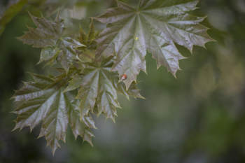 Macro Photography of Tree Leaves Macro Photography of Tree Leaves