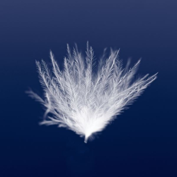 macro photography of white leaf