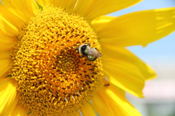 Macro Photography Of Yellow Flower