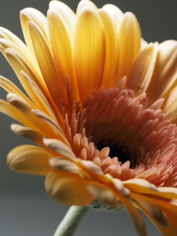 Macro Photography of Yellow Gerbera Flower Macro Photography of Yellow Gerbera Flower