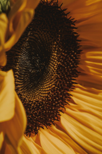 Macro Photography of Yellow Sunflower Macro Photography of Yellow Sunflower