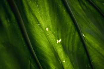 macro photographyt green leafed plant macro photographyt green leafed plant