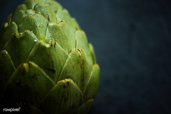 Macro shot of artichoke vegetable | Free stock photo - 105146 Macro shot of artichoke vegetable | Free stock photo - 105146