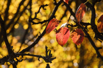 macro shot of brown tree leaves macro shot of brown tree leaves