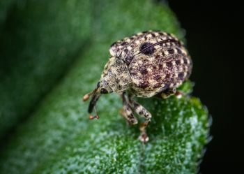 Macro Shot of Gray Insect