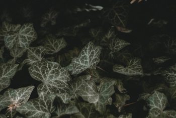 Macro Shot of Leaves Macro Shot of Leaves
