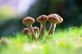 Macro Shot Of Mushrooms Macro Shot Of Mushrooms