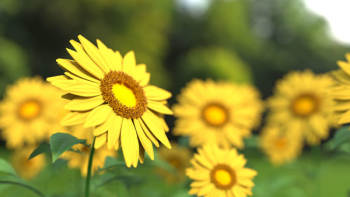 Macro Shot of Sunflower Macro Shot of Sunflower