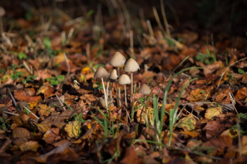 Macro Shot Photography of Brown Mushrooms Macro Shot Photography of Brown Mushrooms