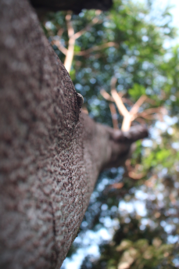 Macro Shot Photography of Brown Twigs