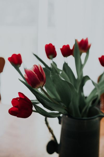macro shot photography of red tulips macro shot photography of red tulips