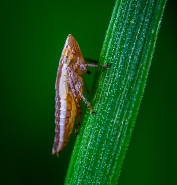 Macro Shot Yellow and Green Insect