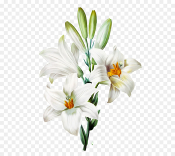Madonna Lily Arum-lily Easter lily Orange lily Flower - flower 