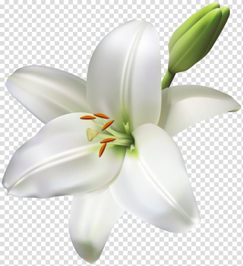 Madonna Lily Cut flowers Easter lily, flower transparent background PNG clipart Madonna Lily Cut flowers Easter lily, flower transparent background PNG clipart