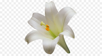 Madonna Lily Easter lily Flower Arum-lily Tiger lily - flower 