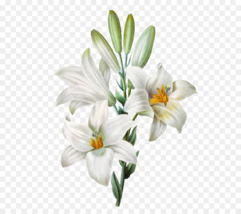 Madonna Lily Easter lily Watercolor painting Flower - flower Madonna Lily Easter lily Watercolor painting Flower - flower