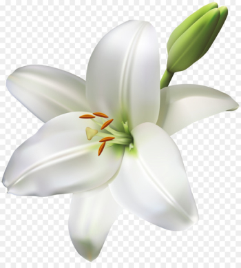 Madonna Lily Flower Clip art Portable Network Graphics Lilies - flower 