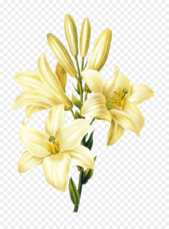 Madonna Lily Flower Easter lily Lily 'Stargazer' Drawing - flower 