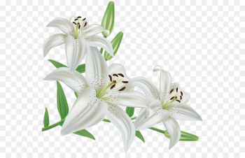 Madonna Lily Flower Lily 'Stargazer' - flower Madonna Lily Flower Lily 'Stargazer' - flower
