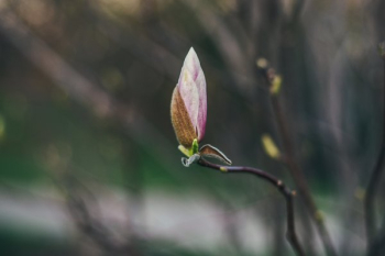 Magnolia About To Bloom Magnolia About To Bloom