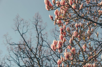 Magnolia Blooms On Half The Screen Magnolia Blooms On Half The Screen