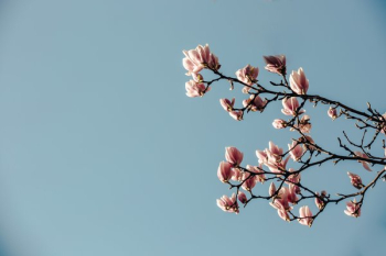 Magnolia Branch And Blue Sky Magnolia Branch And Blue Sky