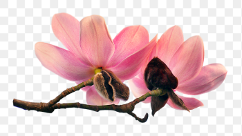 Magnolia flowers png sticker, transparent | Free PNG - rawpixel