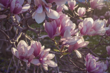 Magnolia In Bloom Magnolia In Bloom