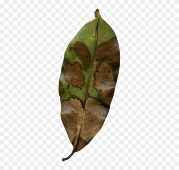 Magnolia Leaf, Fall, Autumn, Season, Nature, Natural - Autumn Magnolia Leaf, Fall, Autumn, Season, Nature, Natural - Autumn