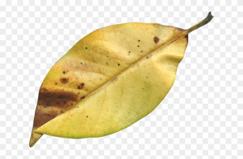 Magnolia Leaf, Fall, Autumn, Season, Nature, Natural - Autumn Magnolia Leaf, Fall, Autumn, Season, Nature, Natural - Autumn